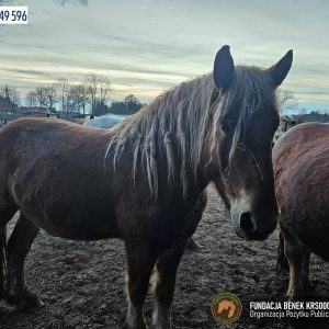 Krówka w Benkowie (1)