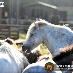 Kucyki z Benkowa (1)