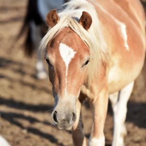 Kucyki z Benkowa (10)