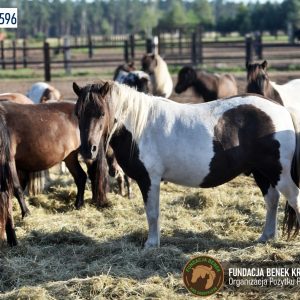 Kucyki z Benkowa (11)