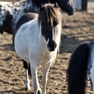 Kucyki z Benkowa (12)