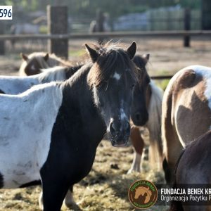 Kucyki z Benkowa (13)