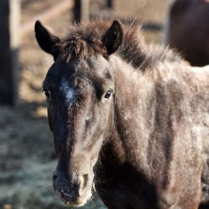 Kucyki z Benkowa (14)