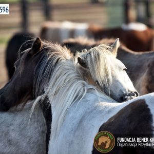 Kucyki z Benkowa (15)