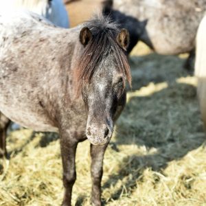 Kucyki z Benkowa (16)