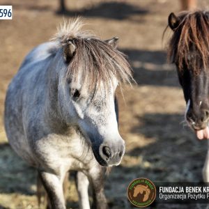 Kucyki z Benkowa (17)