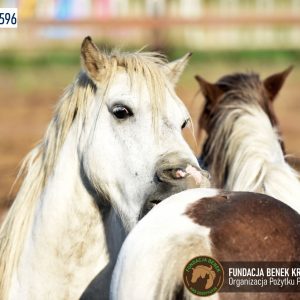 Kucyki z Benkowa (18)