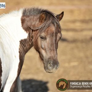 Kucyki z Benkowa (19)