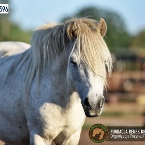 Kucyki z Benkowa (2)