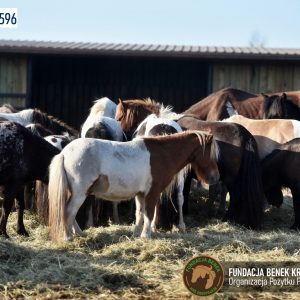 Kucyki z Benkowa (20)