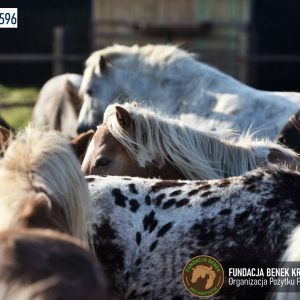 Kucyki z Benkowa (21)