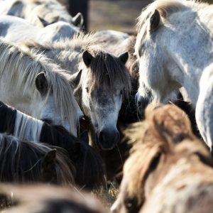 Kucyki z Benkowa (22)