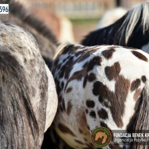 Kucyki z Benkowa (23)