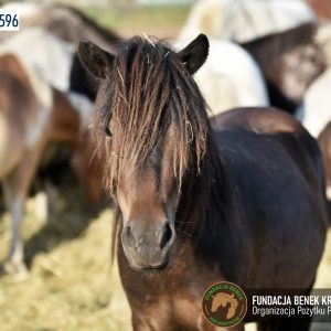 Kucyki z Benkowa (25)