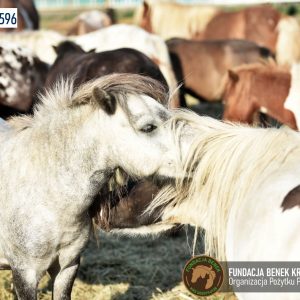 Kucyki z Benkowa (26)