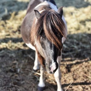 Kucyki z Benkowa (27)