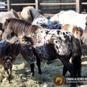 Kucyki z Benkowa (28)