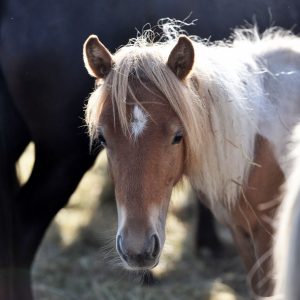 Kucyki z Benkowa (29)