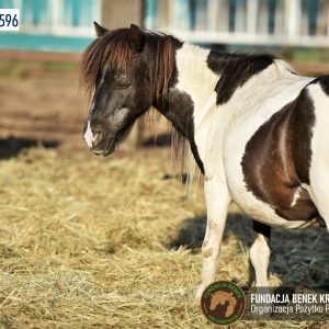 Kucyki z Benkowa (3)