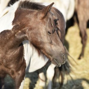 Kucyki z Benkowa (4)