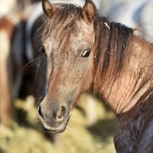 Kucyki z Benkowa (5)