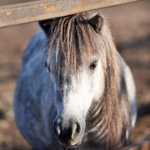 Kucyki z Benkowa (6)