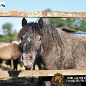 Kucyki z Benkowa (7)