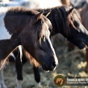 Kucyki z Benkowa (8)