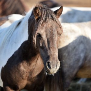 Kucyki z Benkowa (9)