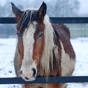 Łatek styczeń 25 (1)