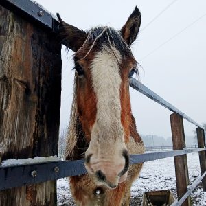 Łatek styczeń 25 (2)