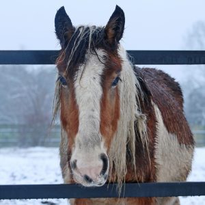 Łatek styczeń 25 (3)