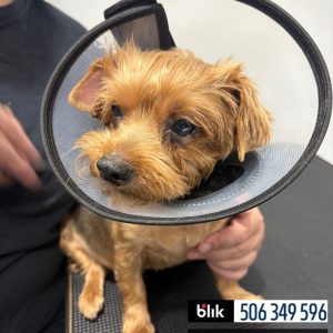 Lili po operacji (1)