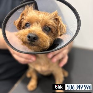 Lili po operacji (2)