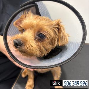 Lili po operacji (3)