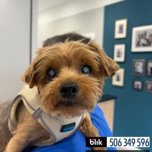 Lili po operacji (4)