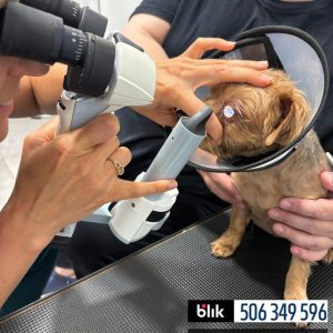 Lili po operacji (5)