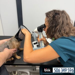 Lili po operacji (6)