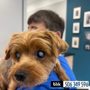 Lili po operacji (7)