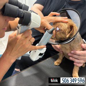 Lili po operacji (8)