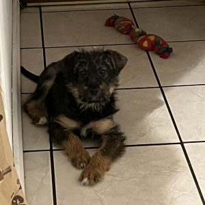 Lupuś styczeń25 (1)