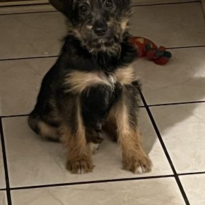 Lupuś styczeń25 (2)