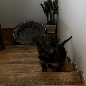 Lupuś styczeń25 (3)