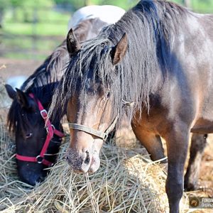 Malinka i Dasza kwarantanna (1)