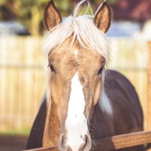 Marysia i Macius konie (6)