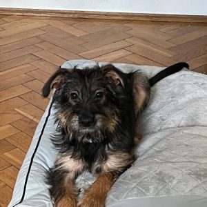 Misia i Lupuś luty25 (1)