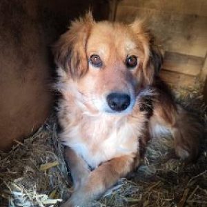 Misia i Lupuś luty25 (2)