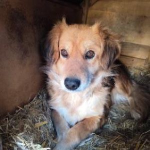 Misia i Lupuś luty25 (3)