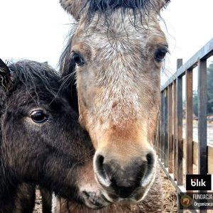 Mroczka i Mróweczka Benkowo (1)