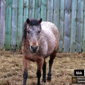 Mroczka i Mróweczka Benkowo (2)